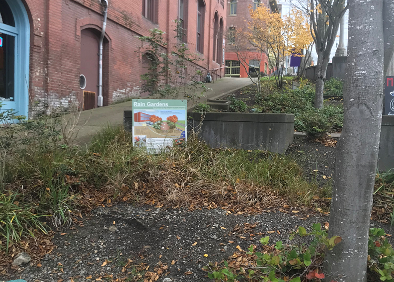 Rain Garden outside of Metro Coffee on campus.