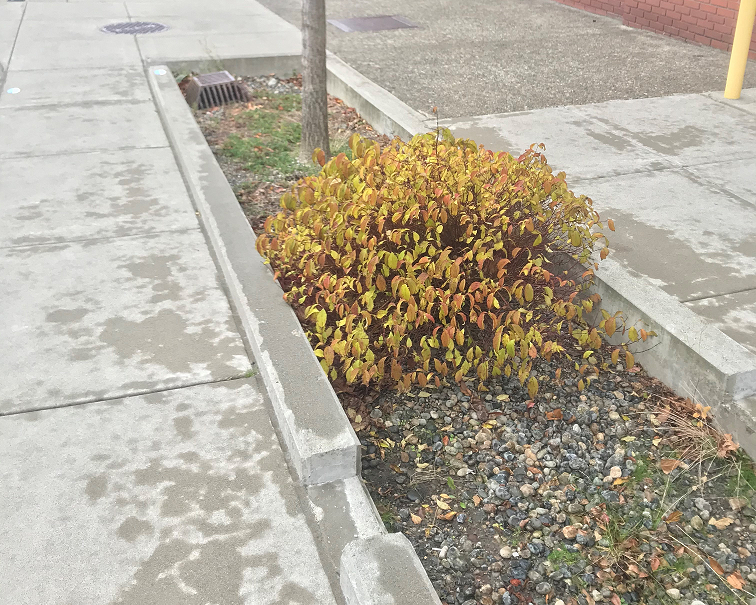 Rain garden outside of Tioga Library.