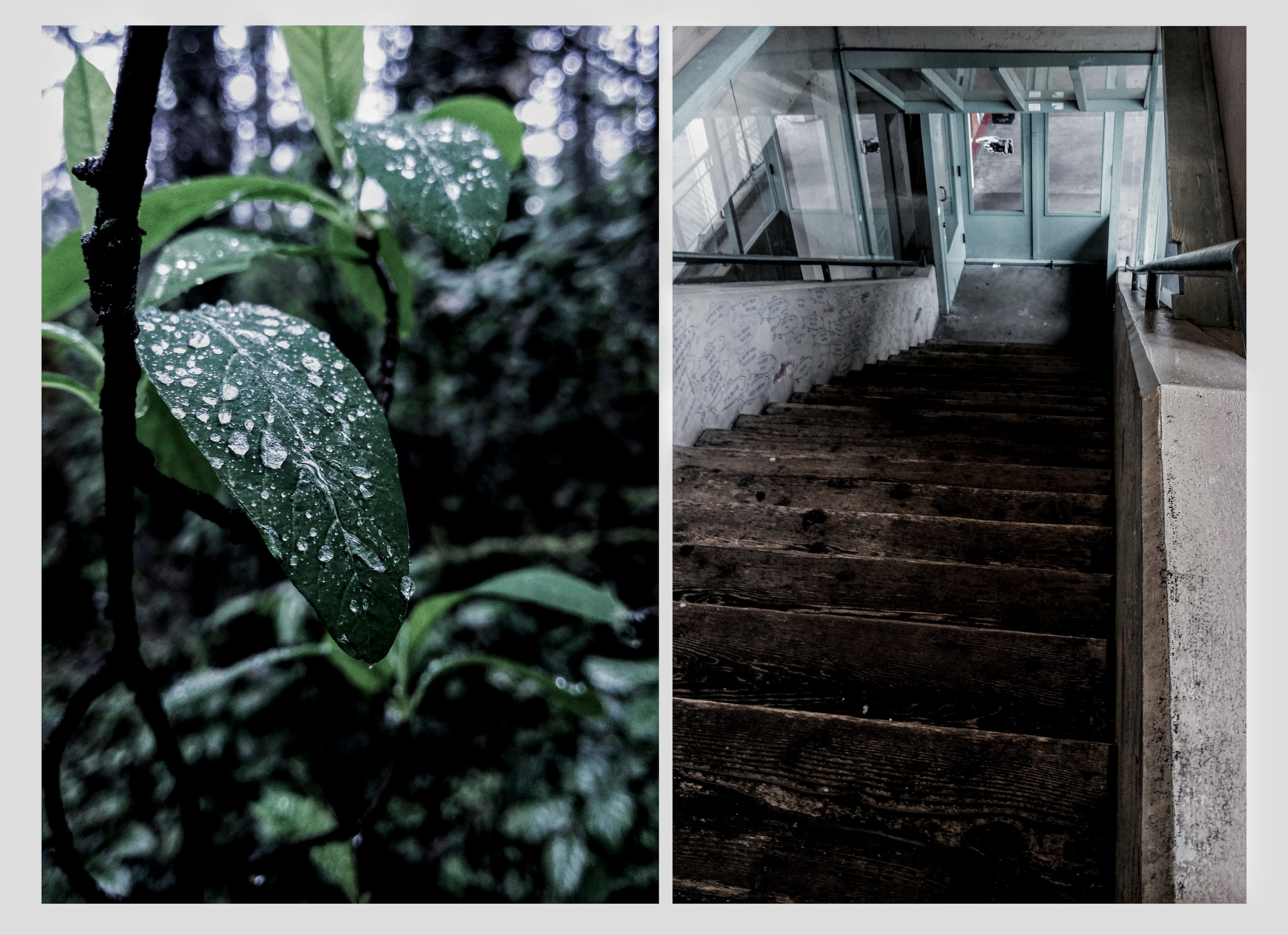 An image of leaves covered in beads of dew is juxtaposed against another image of a concrete staircase descending to a door with a clear glass panel revealing the sidewalk outside.