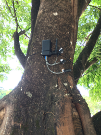 Tree trunk with hardware attached