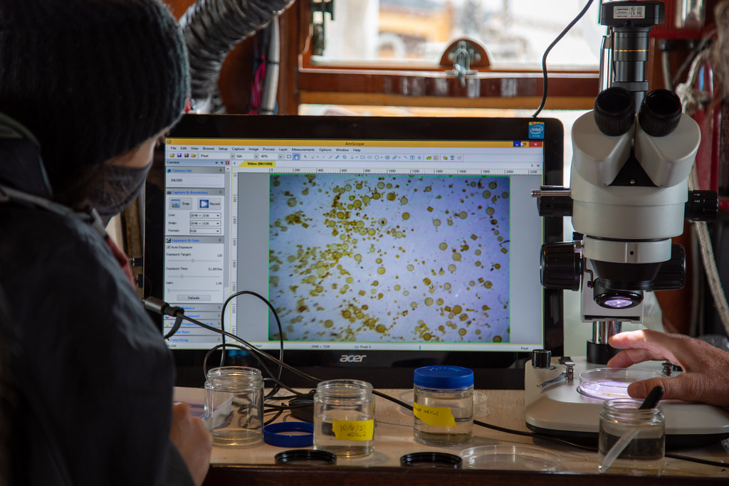 Microscopic view of phytoplankton from a sample of Commencement Bay water