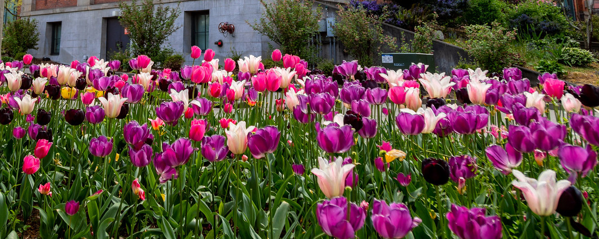 Photo of tulips on campus