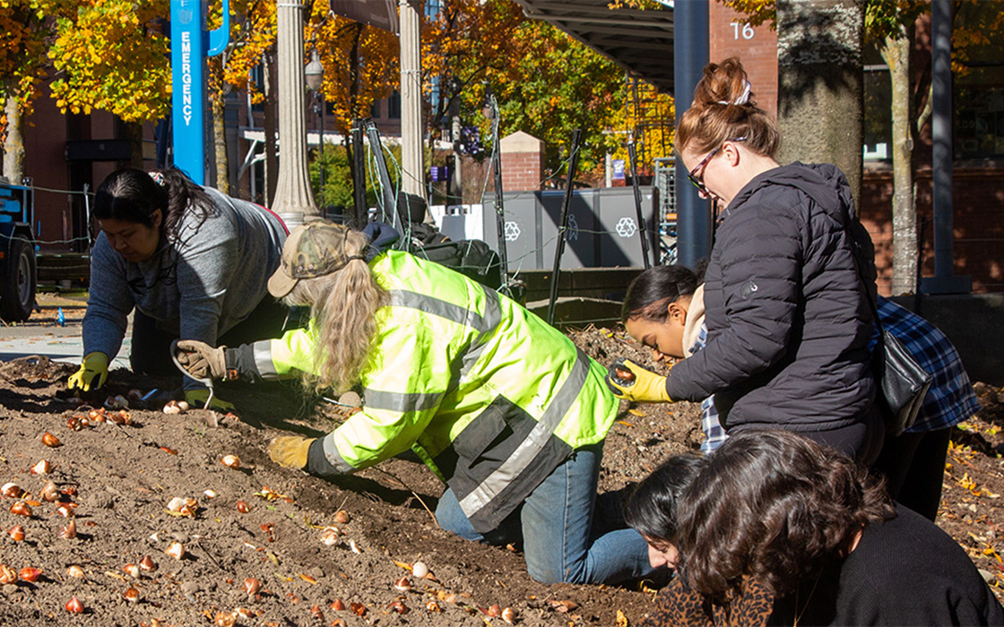 UW Tacoma students and head gardener Kim Bode planting tulip bulbs.