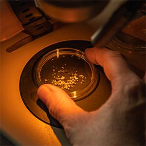 Examining a sample of microplastics.