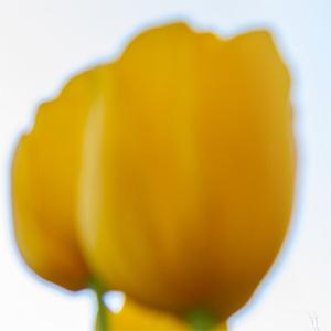 Tulip blooming on UW Tacoma campus