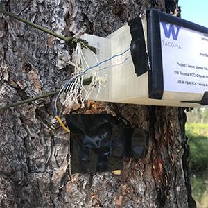 UW Tacoma research device affixed to tree