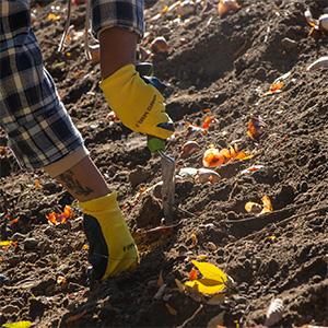 Gloved hands planting tulip bulbs in soil