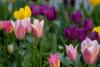 Pink, purple and yellow tulips with greenery in background