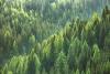 Aerial view of Northwest coniferous forest