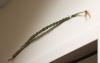 A strand of woven sweet grass is pinned over the door in the Family Room.